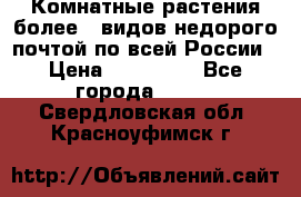 Комнатные растения более200видов недорого почтой по всей России › Цена ­ 100-500 - Все города  »    . Свердловская обл.,Красноуфимск г.